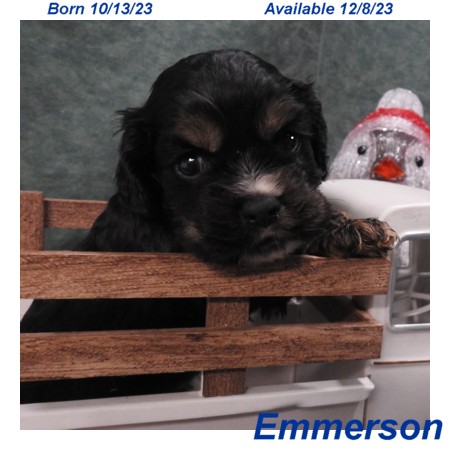 puppy, for, sale, Cockilear, Joe & Cherri  Overlease, dog, breeder, Miller, MO, dog-breeder, puppy-for-sale, forsale, nearby, find, puppyfind, locator, puppylocator, aca